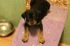 rottweiler-puppy-available-now